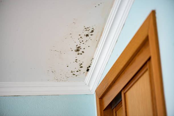 Best Emergency Mold Remediation in Clarksville, IN