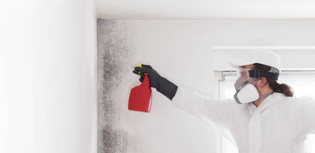 Best Post-Flood Mold Remediation in Clarksville, IN