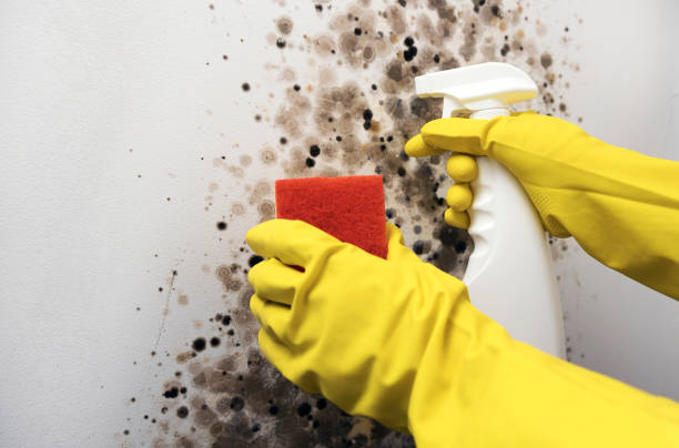 Best Bathroom Mold Remediation in Clarksville, IN